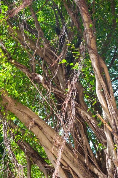 Ramos de banyan tree — Fotografia de Stock