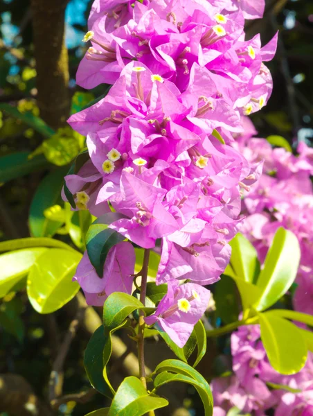 Belleza Bougainvillea Flor —  Fotos de Stock