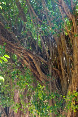 Hint inciri ağacı dalları