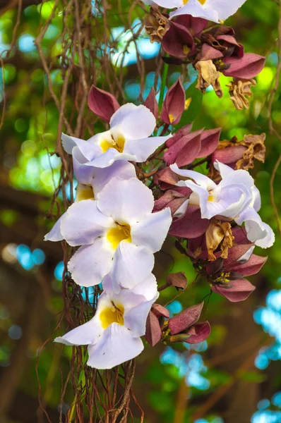 Branco Daphne tangutica — Fotografia de Stock