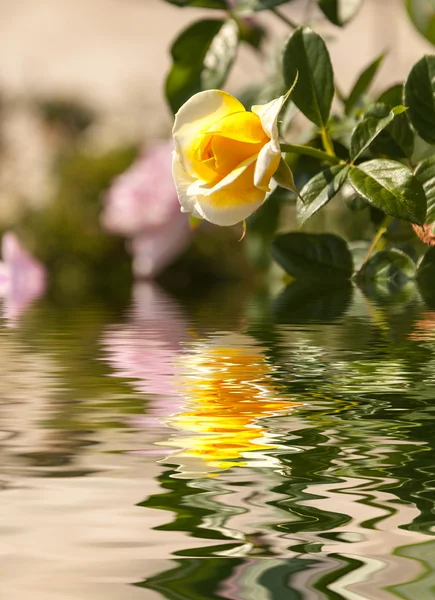 Ondulation de l'eau et reflets de la flore sur l'eau — Photo