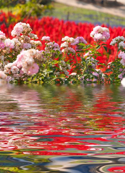 Ondulação de água e reflexões de Flora na água — Fotografia de Stock