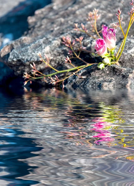 Ondulation de l'eau et reflets de la flore sur l'eau — Photo