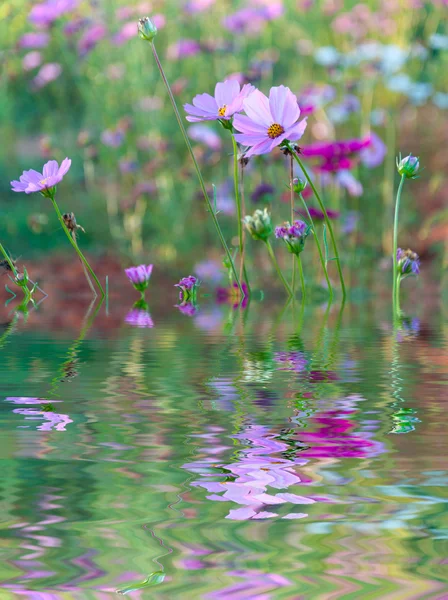 Ondulation de l'eau et reflets de la flore sur l'eau — Photo