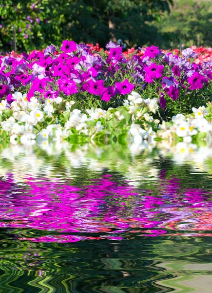 Ondulação de água e reflexões de Flora na água — Fotografia de Stock