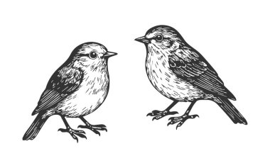 Karalama el çizimi küçük kuşlar için. Serçe oyma illüstrasyon seti. 
