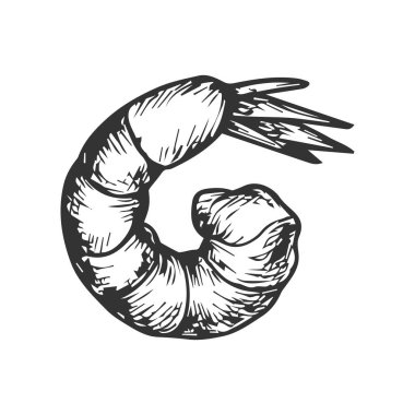 Karides deniz ürünleri ikonu. Elle çizilmiş yemek taslağı çizimi.