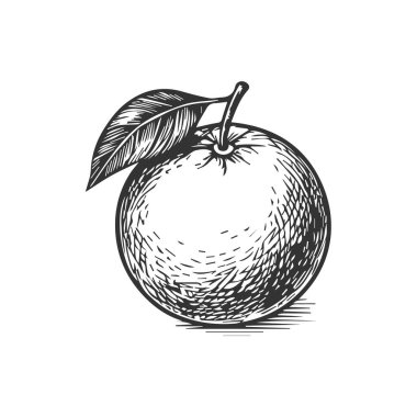 Basit el çizimi portakal meyvesi ikonu, oymalı illüstrasyon.