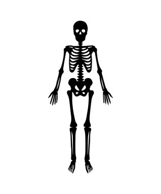 İnsan anatomisi iskelet silueti beyaz arkaplanda dikey olarak duruyor