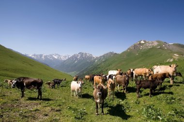 dağlarda inek otlatmak