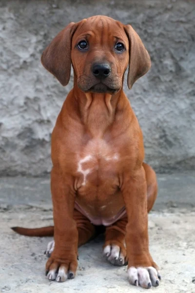 Puppy Rhodesian Ridgeback — Stockfoto