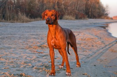 Rodezya ridgeback