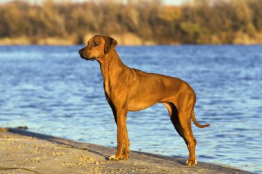 Rodezya ridgeback