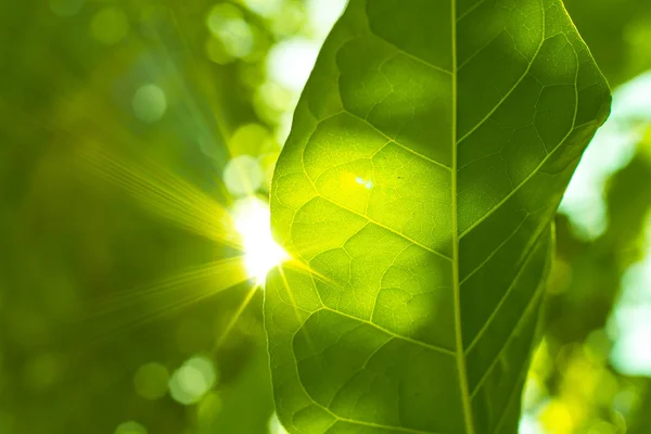 Green leaves and sun — Stock Photo, Image