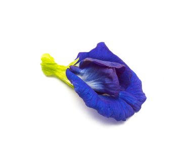 Mavi kelebek bezelye çiçeği