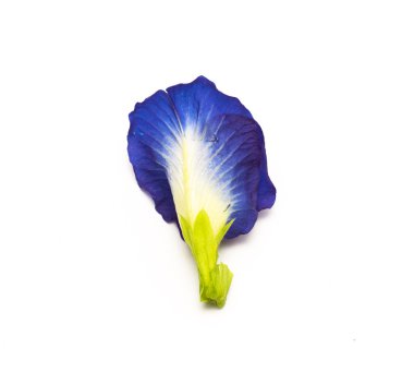 Mavi kelebek bezelye çiçeği