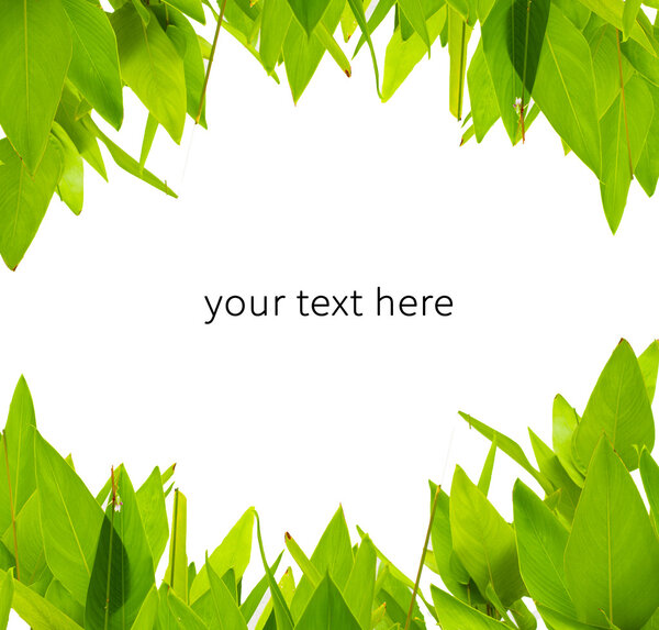 green leaves  frame on white background