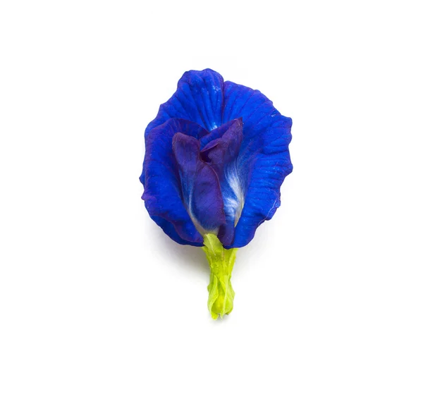 蓝色的蝴蝶豌豆花 — 图库照片