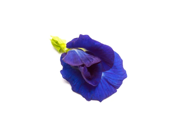 Blue Butterfly Pea Flower — Stock Photo, Image