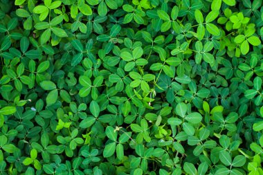 yeşil bitkiler arka plan 