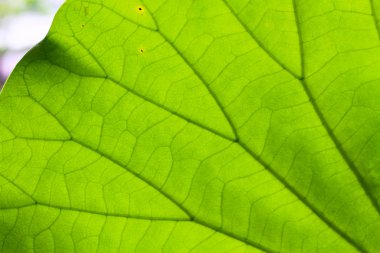 arka plan olarak yaprak dokusu