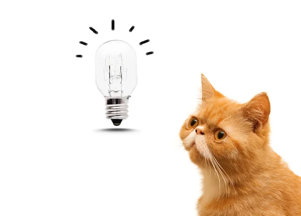 Gatto con idea lampadina sopra — Foto Stock