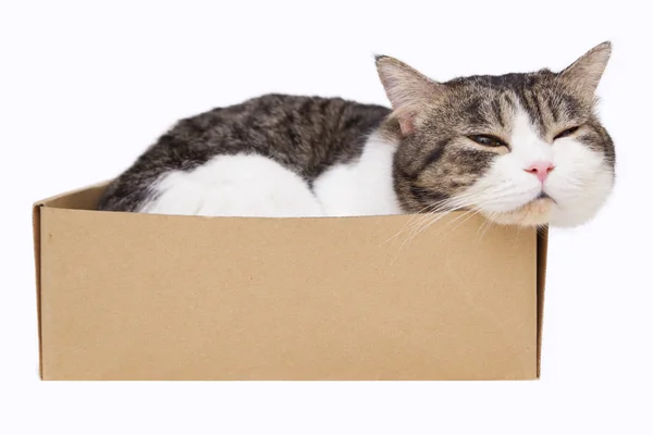 Gatto nella scatola — Foto Stock