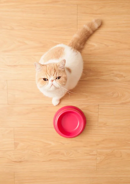 Carino gatto accattonaggio cibo — Foto Stock
