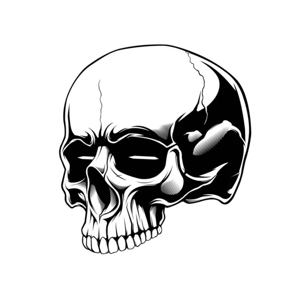 Clip Art Anatomia Cranio Beground Bianco — Vettoriale Stock