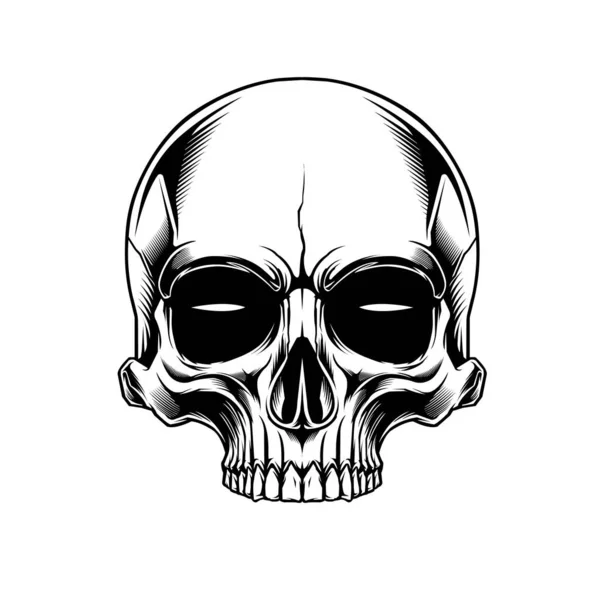Clip Art Anatomie Crâne Beground Blanc — Image vectorielle