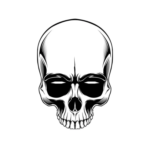 Clip Art Anatomia Cranio Beground Bianco — Vettoriale Stock