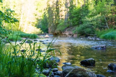 Yaz nehir yansımaları ile