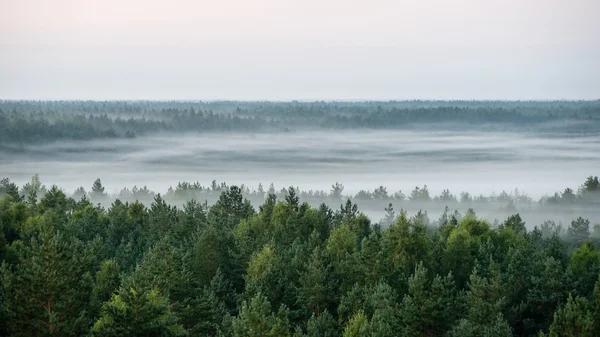 Foggy mattina colorata sopra i campi — Foto Stock