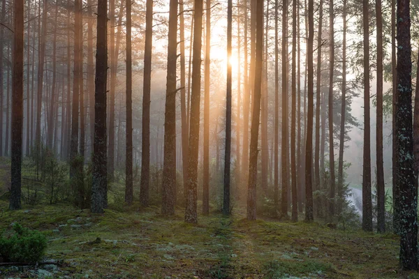 森林里有雾的早晨的光线 — 图库照片