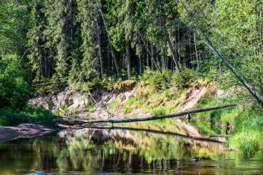 Yaz nehir yansımaları ile