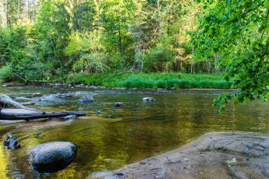 Yaz nehir yansımaları ile