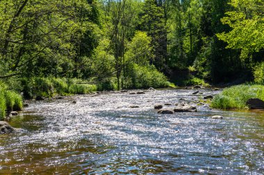 Yaz nehir yansımaları ile