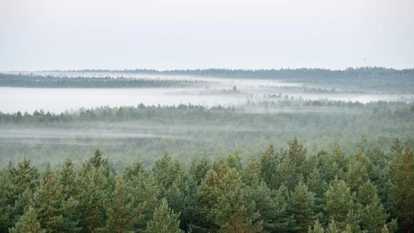 Foggy mattina colorata sopra i campi — Foto Stock