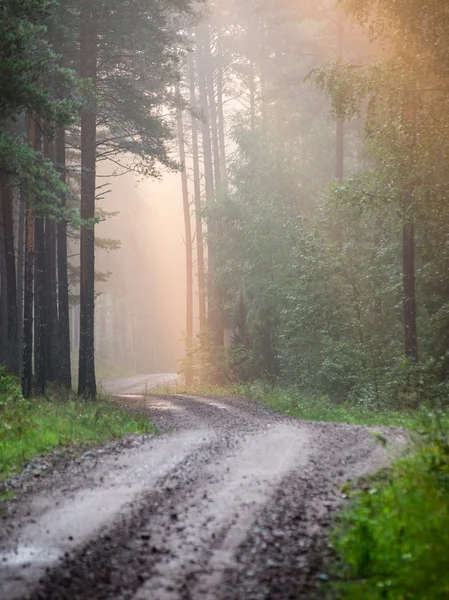 Light rays in forest in foggy morning — Stock Photo, Image