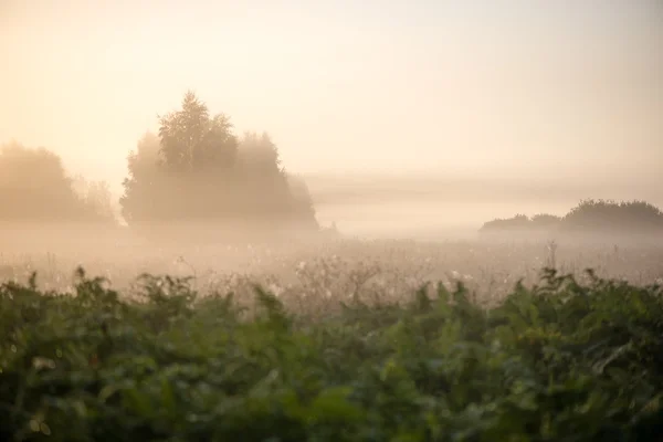 Туманний ранок на лузі — стокове фото