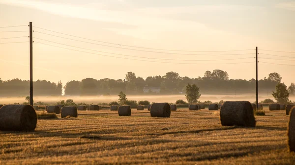 Balle di fieno dorato in campagna — Foto Stock