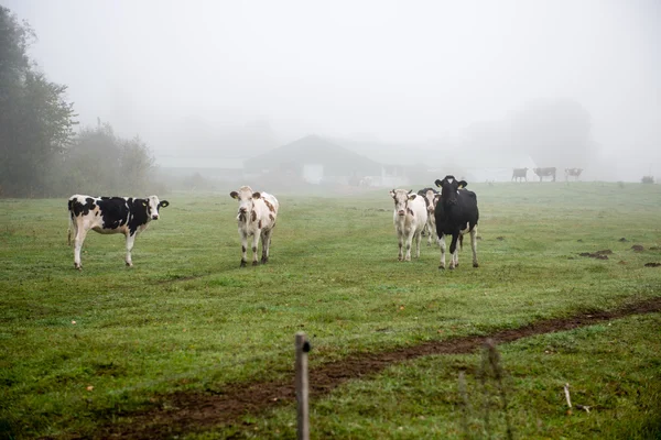 Herd of cows at summer green field — Stock Photo, Image