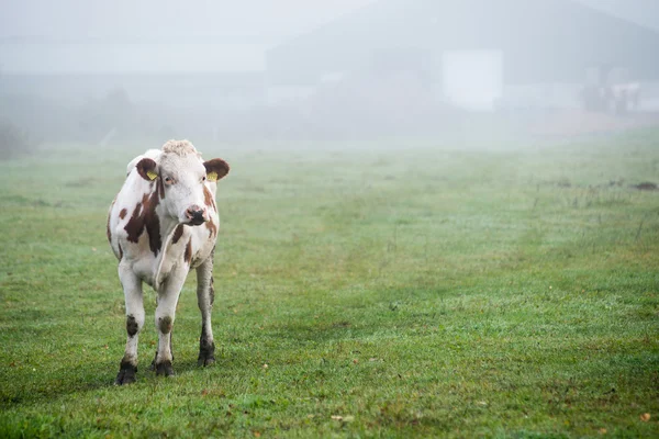 Rebanho de vacas no campo verde de verão — Fotografia de Stock