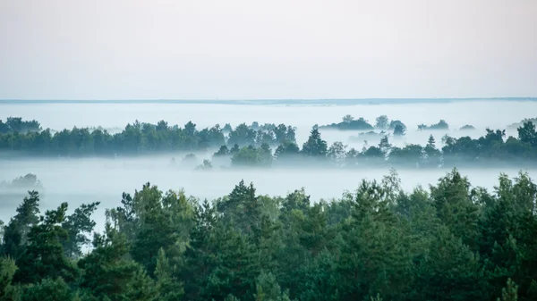 Sisli renkli sabah alanları yukarıda — Stok fotoğraf