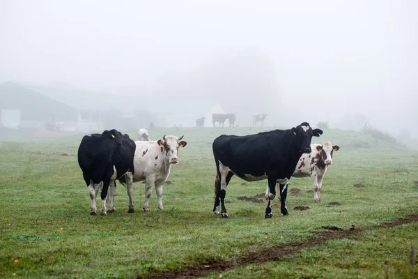 Αγέλη αγελάδων στο θερινό πράσινο χωράφι — Φωτογραφία Αρχείου
