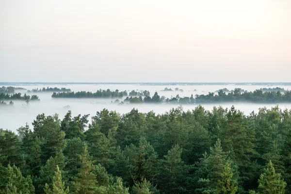 Foggy mattina colorata sopra i campi — Foto Stock