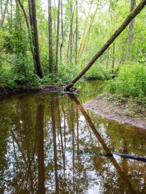 Yaz nehir yansımaları ile