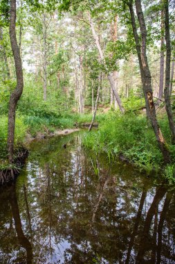 Yaz nehir yansımaları ile