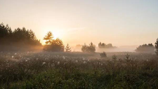 Foggy morning in the meadow — Stock Photo, Image