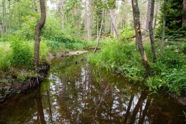 Yaz nehir yansımaları ile